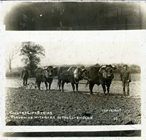 Farming: Ploughing with Oxen, Gloucestershire
