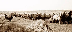 Reaping Prints: Farming (reaping) on the Canadian Prairies, early 1900s