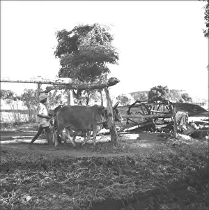 Madhya Prints: Farming scene in Madhya Pradesh, Central India