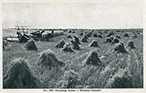 Corn Collection: Farming Scene in Western Canada