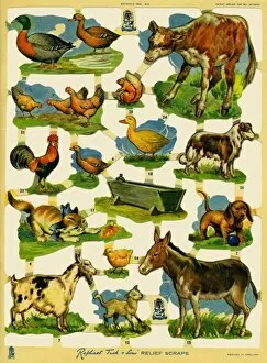 Images Dated 22nd November 2011: Farming scraps