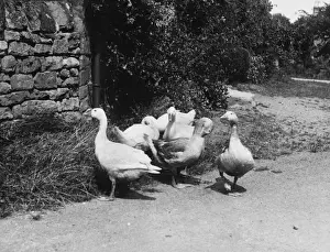 Farmyard Geese