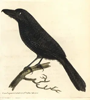 Shrike Prints: Fasciated antshrike, Cymbilaimus lineatus
