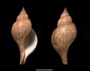 Fasciolaria tulipa, true tulip