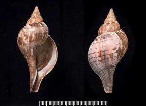 Fasciolaria tulipa, true tulip