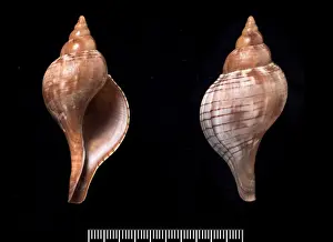 Gastropoda Prints: Fasciolaria tulipa, true tulip