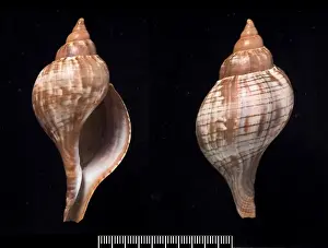 Fasciolaria tulipa, true tulip