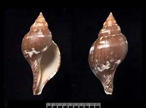 Fasciolaria tulipa, true tulip