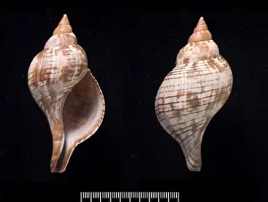 Fasciolaria tulipa, true tulip