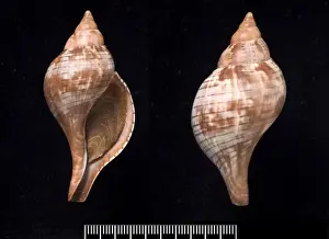 Fasciolaria tulipa, true tulip