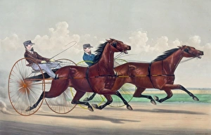 Horses Gallery: Fast trotting in the west: Lucy and Goldsmith Maid