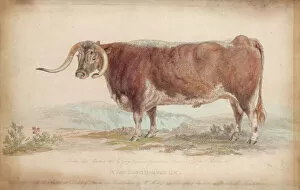 A Fat Long-Horned Ox