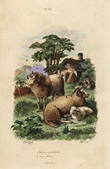 Aries Collection: Fat-tailed and Merino sheep breeds