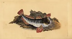 Donovan Prints: Father lasher or sea scorpion, Myoxocephalus scorpius