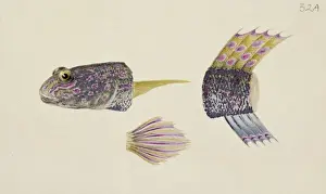 Osteichthyes Prints: Favonigobius sp. goby