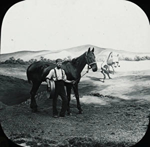 Particular Gallery: Favourite Sayings - The horse with a halter