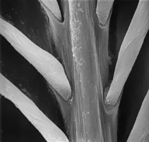 Feather detail