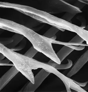Feather detail