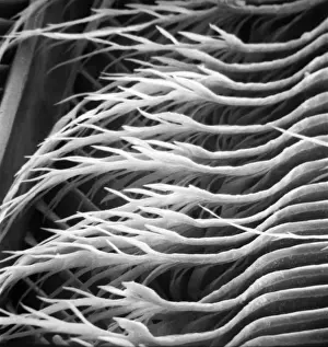Feather detail