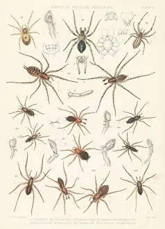 Tuffen West Prints: Feather-legged, dwarf-sheet and combtail spiders