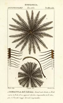 Images Dated 24th March 2020: Feather star crinoid, Oligometrides adeonae