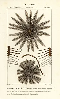 Echinoderm Prints: Feather star crinoid, Oligometrides adeonae