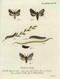 Bombyx Collection: Feathered gothic and Rannoch sprawler moths