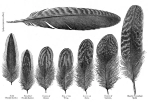 Feathers
