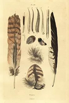 Plumes Collection: Feathers, plumes, bird anatomy