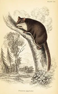 Lizars Prints: Feathertail glider, Acrobates pygmaeus