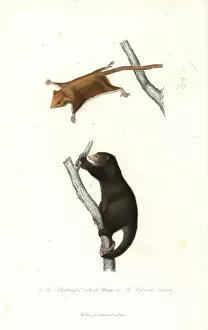 Pygmaeus Collection: Feathertail glider and Talaud bear cuscus