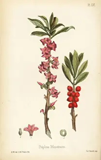February daphne, Daphne mezereum