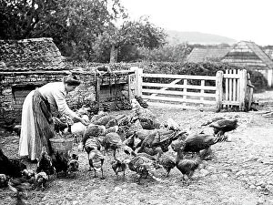 Feeding Collection: Feeding chickens on a farm