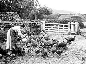 Chickens Prints: Feeding chickens on a farm