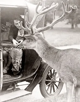 Pre War Prints: Feeding a deer from a car in Richmond Park, 1932