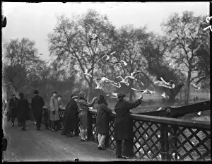 Feeding Gulls 1930S