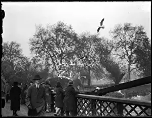Feeding Gulls 1930S