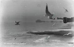 Seagulls Prints: Feeding the Gulls