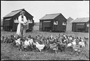 Feeding Hens