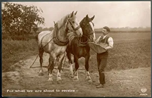 Harness Gallery: Feeding the Horse Team