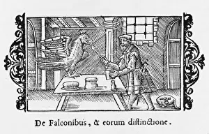 Feeding a Hunting Falcon