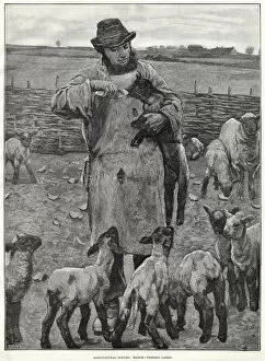 Images Dated 17th December 2019: FEEDING LAMBS BY BOTTLE