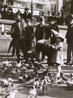 Pigeons Prints: Feeding the pigeons, Trafalgar Square, London