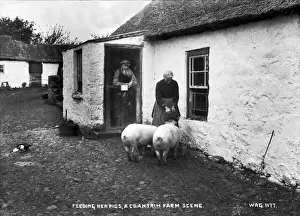 Feeding Prints: Feeding Her Pigs, a Co. Antrim Farm Scene