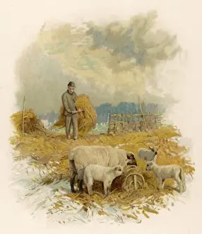Feeding Sheep in Winter