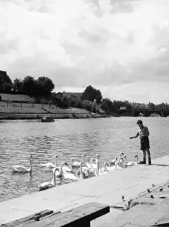 Feeding the Swans