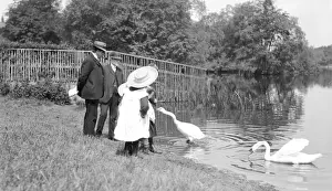 Fast Prints: Feeding swans at Ellesmere, Shropshire