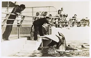 Dolphin Prints: Feeding time, Marine Studios, Marineland, Florida, USA