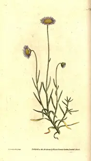 Felicia tenella