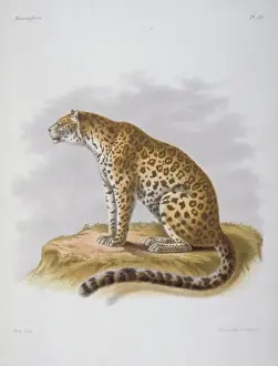 Felis Prints: Felis fontanierii, North China panther